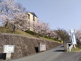 センターの桜坂