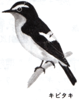 キタビキ