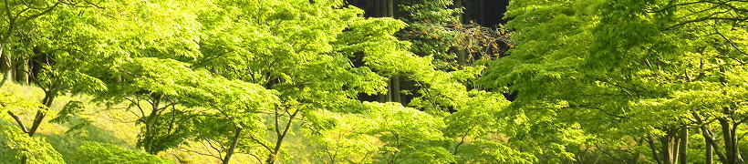 �p�F�R�̐V��