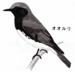 オオルリ