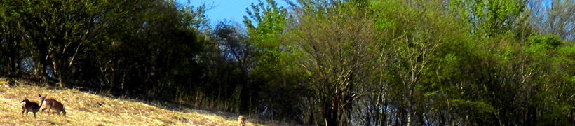pFR̎lG