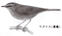 ウグイス